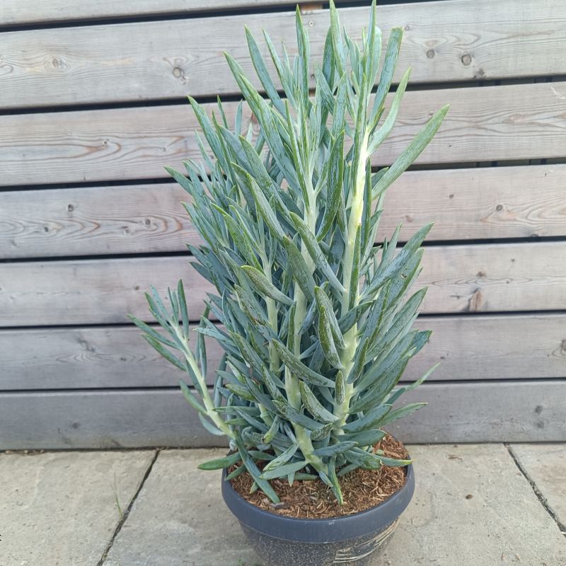 Senecio (Starček obyčajný) ´MOUNT EVEREST´ - kont. C10L, výška 50-60 cm